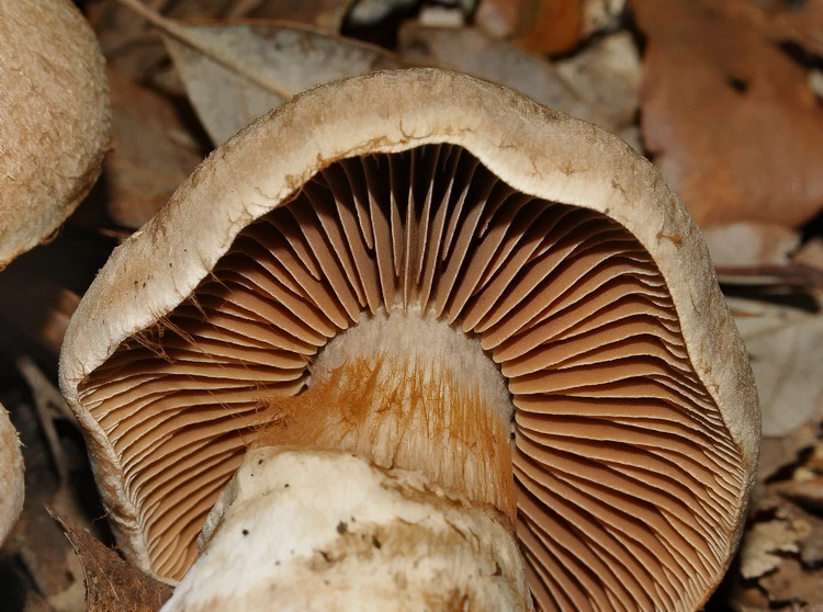 Un bel Cortinarius sp.